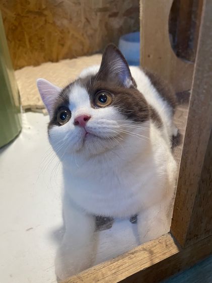 บริติช ชอร์ตแฮร์ (British Shorthair) บริติช ช็อตเเฮร์