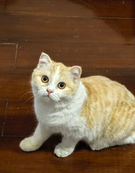 สก็อตติช โฟลด์ (Scottish Fold) แมวสก็อตติซโฟลด์