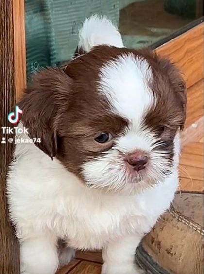 ชิสุฝรั่งจมูกตับ รูปที่ 2