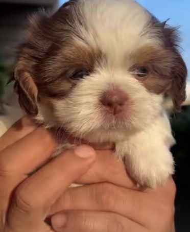 ชิสุฝรั่งจมูกตับ