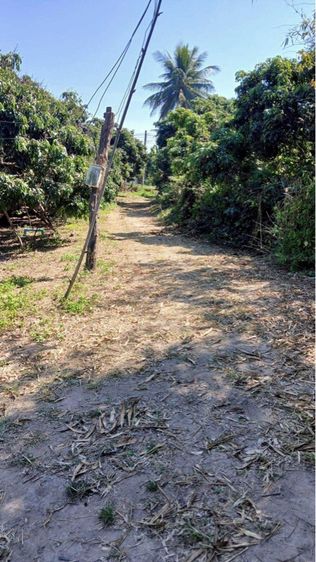 ขายสวนลำไย ลำพูน ต.น้ำดิบ อ.ป่าซาง