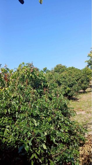 ขายสวนลำไย ลำพูน ต.น้ำดิบ อ.ป่าซาง รูปที่ 3