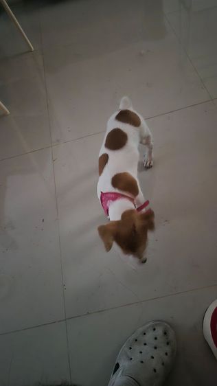 สุนัขพันธ์แจ็ครัซเซียล รูปที่ 7