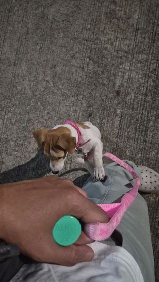 สุนัขพันธ์แจ็ครัซเซียล รูปที่ 5