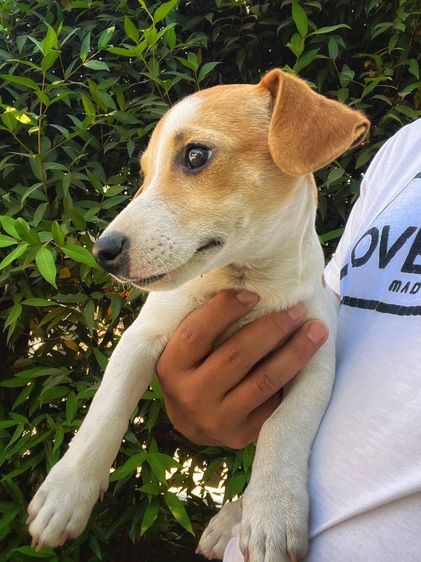 สุนัขพันธ์แจ็ครัซเซียล รูปที่ 4