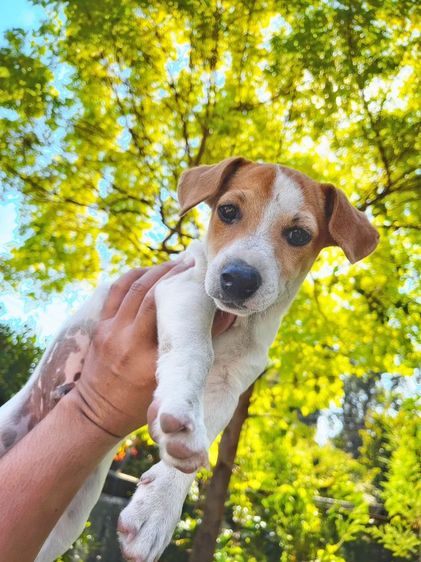 สุนัขพันธ์แจ็ครัซเซียล รูปที่ 3