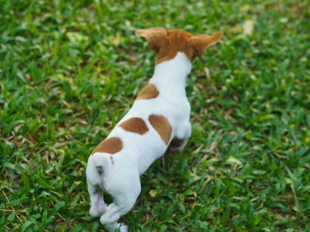 สุนัขพันธ์แจ็ครัซเซียล