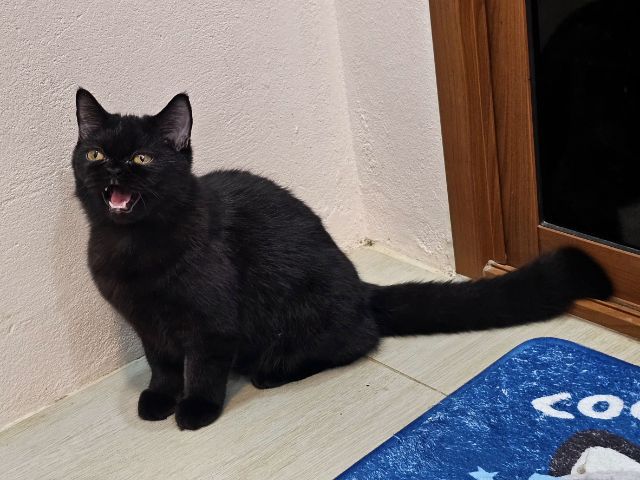 อื่นๆ แมว เอ็กโซติกลองแฮร์ 