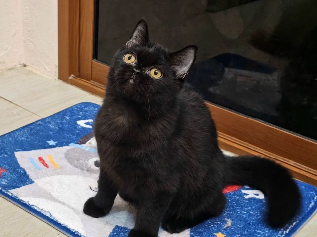 แมว เอ็กโซติกลองแฮร์  รูปที่ 4