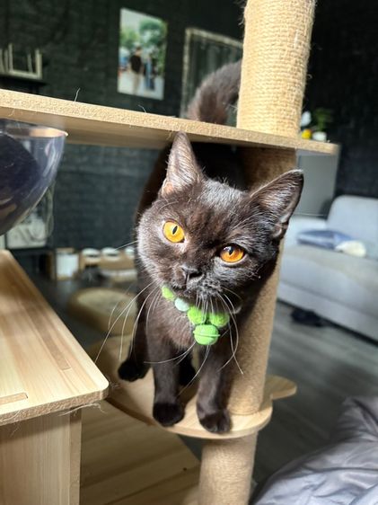 บริติช สีดำ เพศเมีย WCF