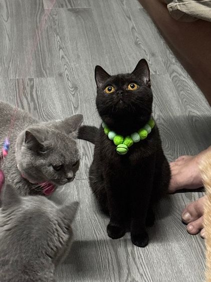 บริติช สีดำ เพศเมีย WCF รูปที่ 2