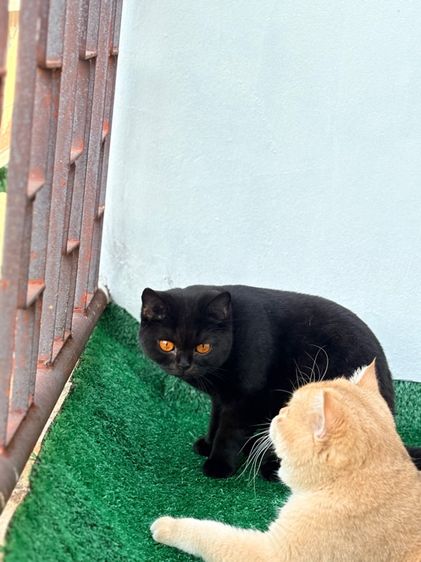 บริติช สีดำ เพศเมีย WCF รูปที่ 6