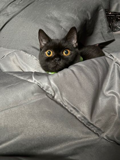 บริติช สีดำ เพศเมีย WCF รูปที่ 3