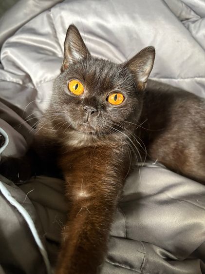 บริติช สีดำ เพศเมีย WCF รูปที่ 4