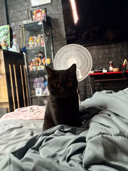 บริติช สีดำ เพศเมีย WCF รูปที่ 8