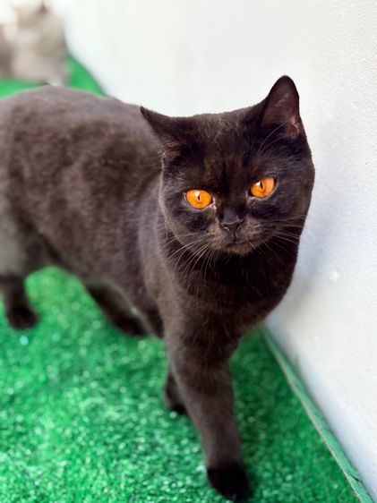 บริติช สีดำ เพศเมีย WCF รูปที่ 7