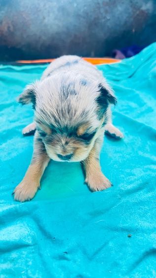 น้องชิวา วาหาบ้านคับ รูปที่ 3