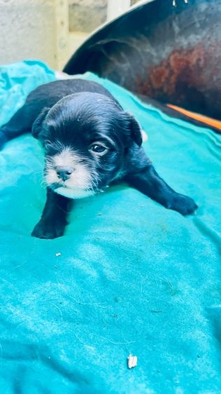 น้องชิวา วาหาบ้านคับ รูปที่ 2