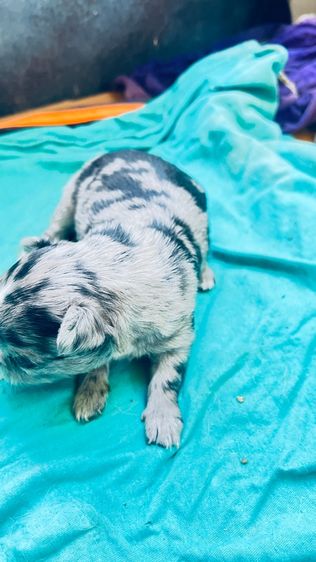 น้องชิวา วาหาบ้านคับ รูปที่ 4