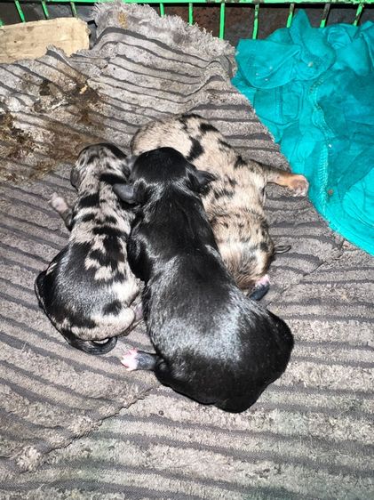 น้องชิวา วาหาบ้านคับ