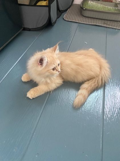 แมว เปอร์เซีย3ขวบ รูปที่ 2
