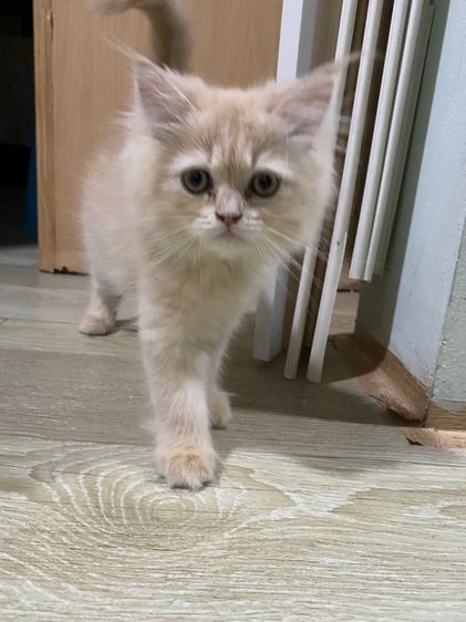 แมว เปอร์เซีย3ขวบ