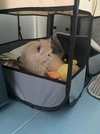 แมว เปอร์เซีย3ขวบ รูปที่ 6