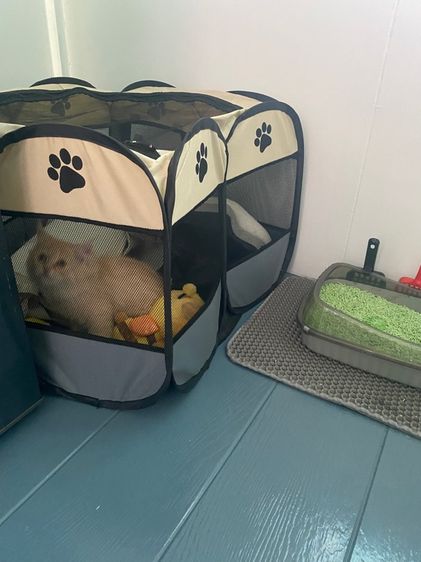 แมว เปอร์เซีย3ขวบ รูปที่ 4