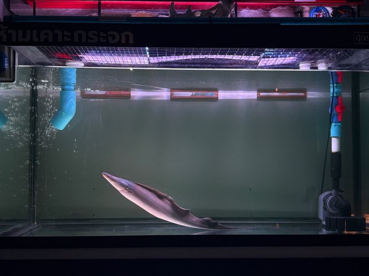 อื่นๆ ปลาไหล อะบา อะบา 15-16 นิ้ว