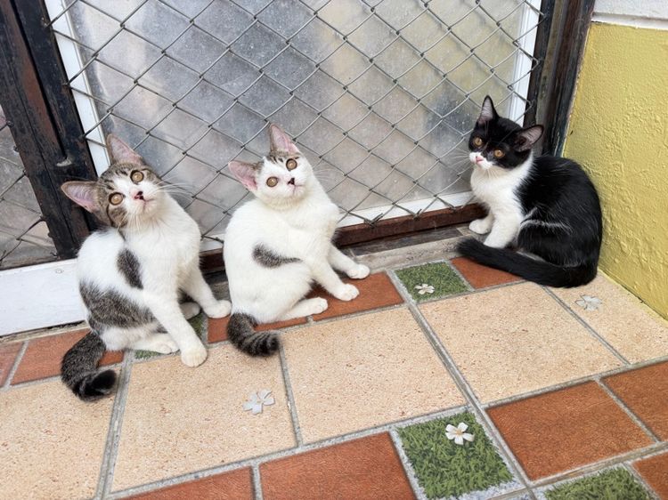 แมวสก็อตติสขนสั้น รูปที่ 2