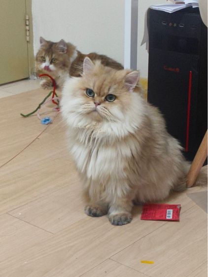 ❌ขายแล้ว❌สก็อตติช โฟลด์ รูปที่ 5