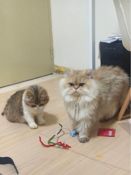 ❌ขายแล้ว❌สก็อตติช โฟลด์ รูปที่ 2