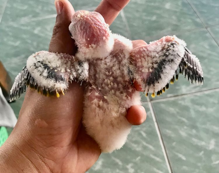 ลูกป้อน ซัน รูปที่ 4