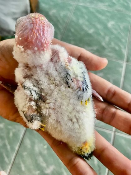 ลูกป้อน ซัน รูปที่ 3