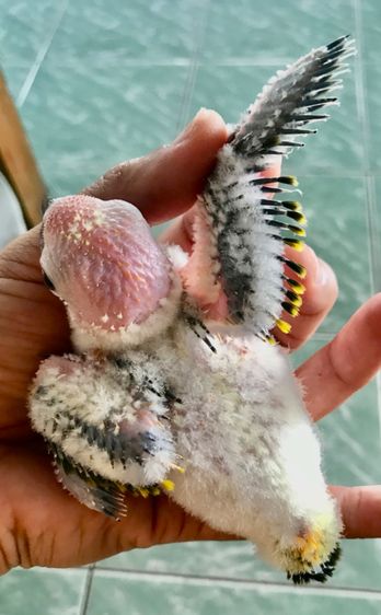 ซันคอนัวร์ ลูกป้อน ซัน