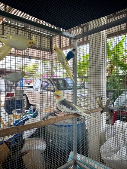 ขายยกกรงครับ7ตัว รูปที่ 2