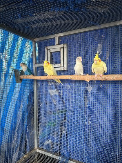 ขายยกกรงครับ7ตัว รูปที่ 6