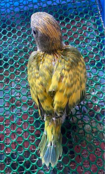 ริงเน็ค รูปที่ 2