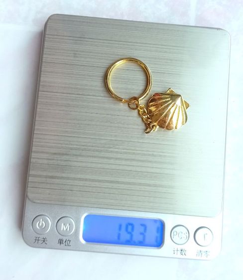 หอยเชลล์ รูปที่ 2