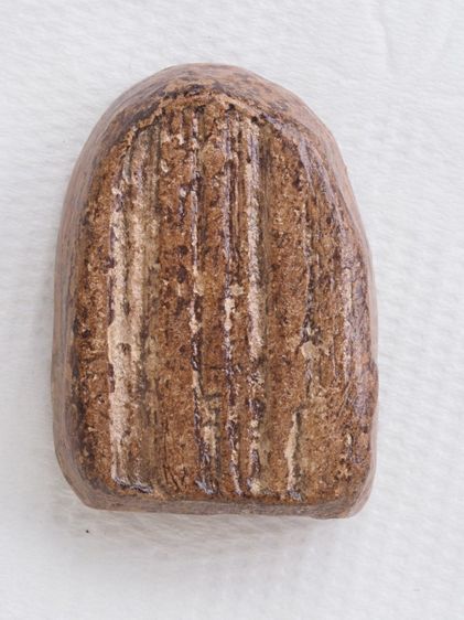 พระซุ้มกอ 29116809 รูปที่ 2