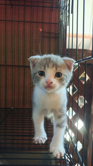 สก็อตทิช 2 หนุ่ม รูปที่ 3