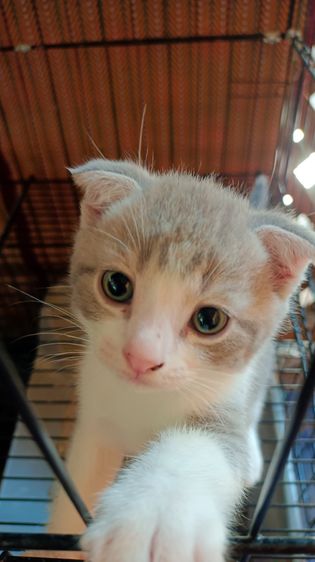 สก็อตทิช 2 หนุ่ม รูปที่ 4