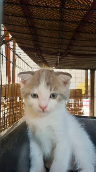 สก็อตทิช 2 หนุ่ม