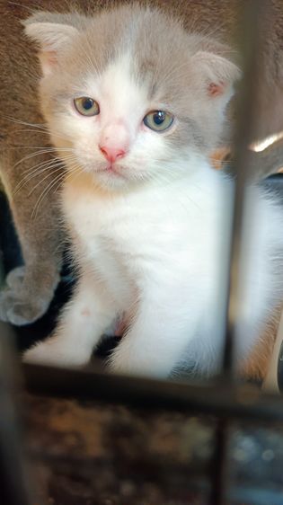 สก็อตทิช 2 หนุ่ม รูปที่ 2