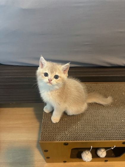 บริติช รูปที่ 2