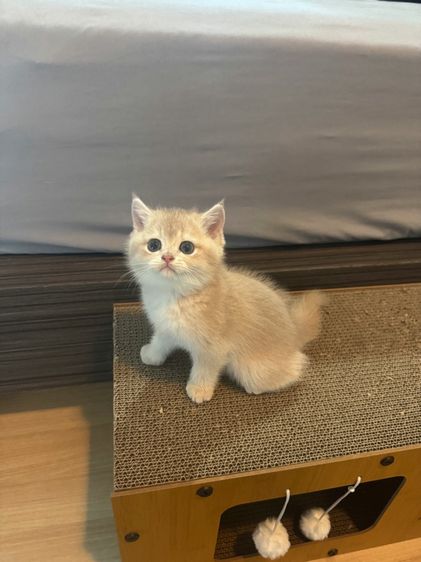 บริติช ชอร์ตแฮร์ (British Shorthair) บริติช