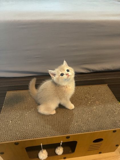 บริติช รูปที่ 3