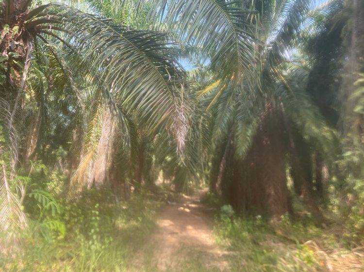 ไม่ใช่ สวนปาล์ม อยู่ประจวบคีรีขันธ์ 21 ไร่ รูปที่ 3