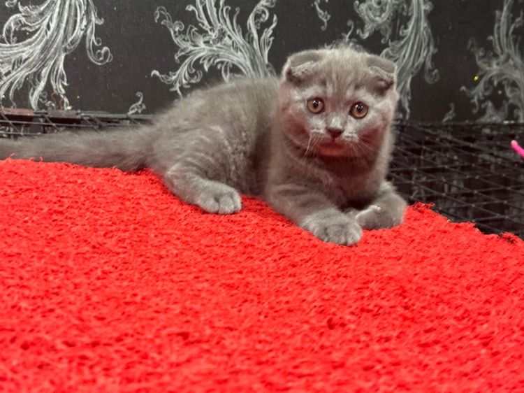 ลูกแมว2เดือนกว่า สก็อตติชโฟลด์ เด็กหญิง พร้อมย้าย รูปที่ 3