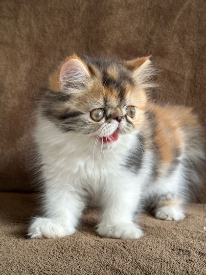 เปอร์เซีย (Persian) แมวสามสีนำโชค